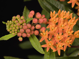 Butterfly Weed (Asclepias Tuberosa)