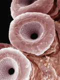 Suckers of the Red Octopus (Octopus Rubescens)  SEM X1400