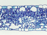 Cross-Section of an Arrowhead (Sagittaria) Monocot Leaf  LM X55