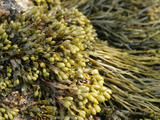 Bladder Wrack (Fucus Vesiculosus)  Acadia National Park  Maine