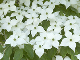 Oriental Dogwood Tree in Bloom (Cornus Kousa)