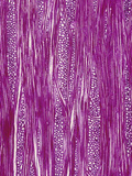 Tangential-Section of Ephedra Wood  LM X17
