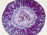 Cross-Section of Ephedra Stem  LM X10