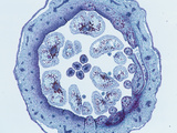 Cross-Section of the Floral Bud of a Pear (Pyrus) Showing Anthers  LM X5