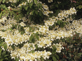 Doublefile Viburnum or Japanese Snowball Bush (Viburnum Plicatum)  Mariesii Variety