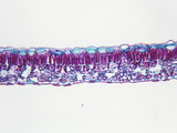 Cross-Section of an Oak (Quercus) Shade Leaf  LM X60