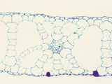 Cross-Section of an Eelgrass (Vallisneria) Hydrophytic Monocot Leaf  LM X35