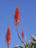 Aloe Flowers  California  USA