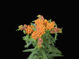 Butterfly Weed Flowers (Asclepias Tuberosa)