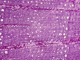 Cross-Section of Ephedra Wood  LM X17
