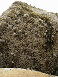 Spiral Wrack (Fucus Spiralis)  Periwinkle (Littorina Littorina) and Barnacles  Acadia National Park