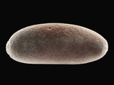 Fruit Fly (Drosophila Melanogaster) Embryo  SEM X25