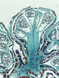 Longitudinal-Section of Ephedra Male Strobilus  LM X10