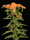 Butterfly Weed (Asclepias Tuberosa)
