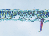 Cross-Section of a Butternut (Juglans) Shade Leaf  LM X60