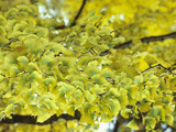 Leaves of the Ginkgo or Maidenhair Tree (Ginkgo Biloba) Turning Color in the Fall