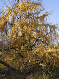 Female Ginkgo or Maidenhair Tree (Ginkgo Biloba) with Fruit and Fall Leaves