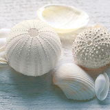 Driftwood Shells IV
