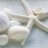 Driftwood Shells III
