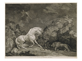 A Horse Affrighted by a Lion  Engraved by the Artist (Etching)