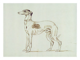A Greyhound  Facing Left (Pen and Ink on Paper)