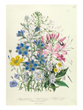 Cornflower  Plate 15 from 'The Ladies' Flower Garden'  Published 1842 (Colour Litho)