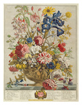 June  from 'Twelve Months of Flowers' by Robert Furber (C1674-1756) Engraved by Henry Fletcher