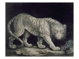 A Prowling Tiger (Pencil on Paper)