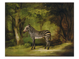 A Zebra  1763 (Oil on Canvas)