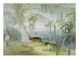 A Landscape in Ceylon  with Barking Deer and Fawn and a Pair of Paradise Fly-Catchers  C1808-11