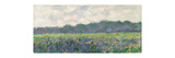 Field of Yellow Irises at Giverny  1887 (Oil on Canvas)