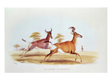 The Sassaybe and the Hartebeest  Illustration from 'Wild Sports of South Africa'  by WC Harris
