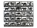 Collection of Animals (Woodcut)
