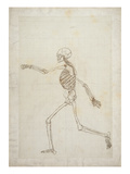 Study of the Human Figure  Lateral View