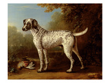 Grey Spotted Hound  1738 (Oil on Canvas)