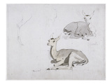 Studies of Young Pallah Deer Resting  C1802 (W/C and Graphite on Paper)