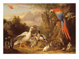 A Macaw  Ducks  Parrots and Other Birds in a Landscape  C1708-10 (Oil on Canvas)