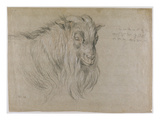 Study of the Head of a Ram (Black  Sanguine and White Chalk on Grey Paper)