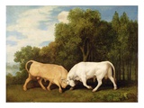 Bulls Fighting  1786 (Oil on Panel)