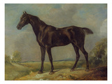Golding Constable's Black Riding-Horse  C1805-10 (Oil on Panel)