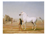 The Wellesley Grey Arabian Led Through the Desert  C1810 (Oil on Canvas)