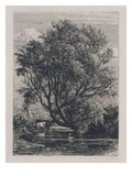 The Willow (Etching)