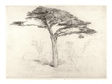 Old Cedar Tree in Botanic Garden  Chelsea  1854 (Pencil on Paper)