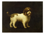 A Water Spaniel  1769 (Oil on Canvas)