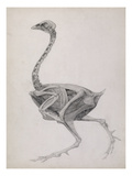 Fowl: Lateral View  Deeply Disecting