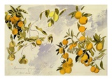 Orange Trees  1863 (W/C  Pen and Ink over Graphite on Heavy Wove Paper)