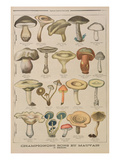Good and Bad Mushrooms  Illustration from the Illustrated Supplement of Le Petit Journal