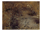 Rushes by a Pool  C1821 (Oil on Paper on Board)