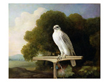 Greenland Falcon (Grey Falcon)  1780 (Oil on Panel)
