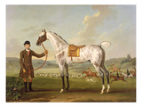 Scipio  Colonel Roche's Spotted Hunter  C1750 (Oil on Canvas)